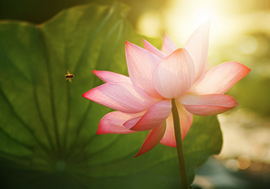 Image Lotus Flower